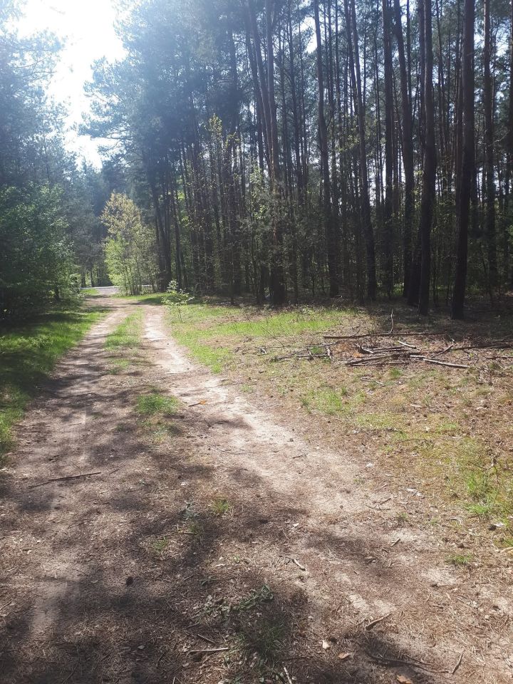 Działka leśna Jamborek, Dębowa. Zdjęcie 2