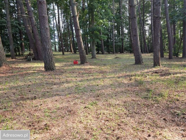 Działka leśna Gąski. Zdjęcie 1