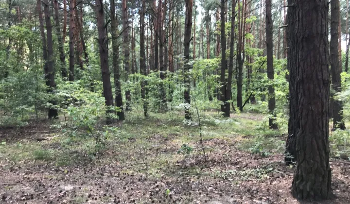 Działka budowlana Sulejówek, ul. Długa