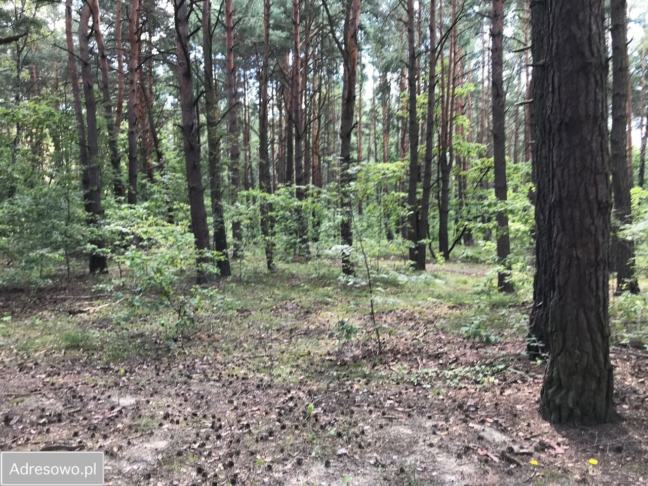 Działka budowlana Sulejówek, ul. Długa. Zdjęcie 1