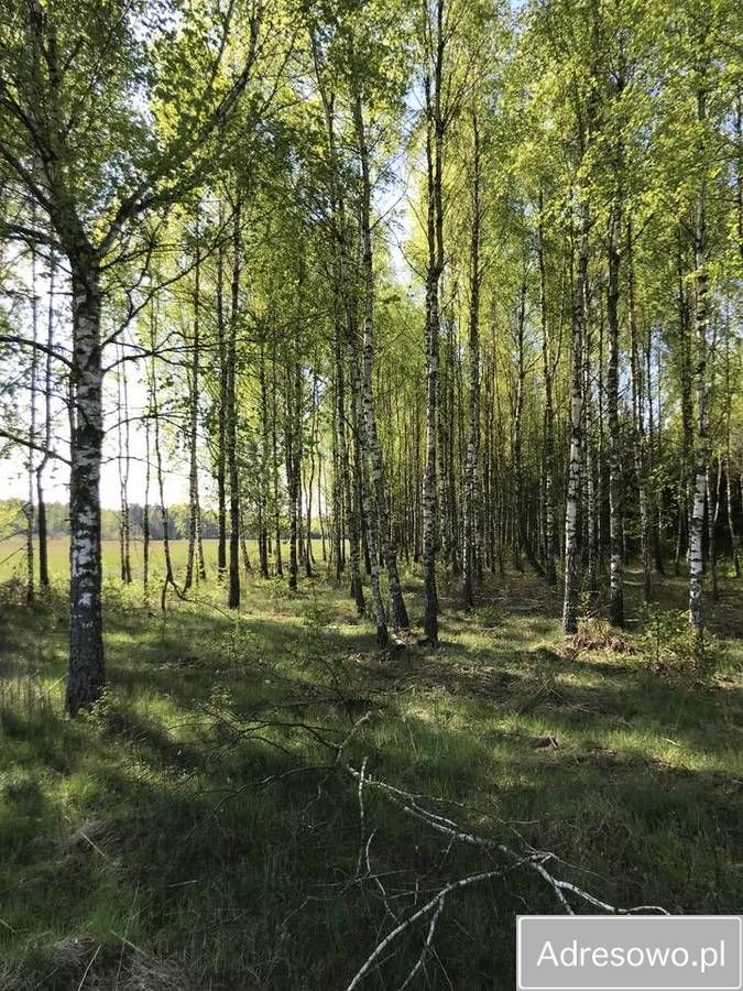 Działka leśna Werpol. Zdjęcie 5