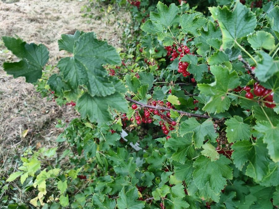 Działka rod Gdańsk Jasień, ul. Źródlana. Zdjęcie 3