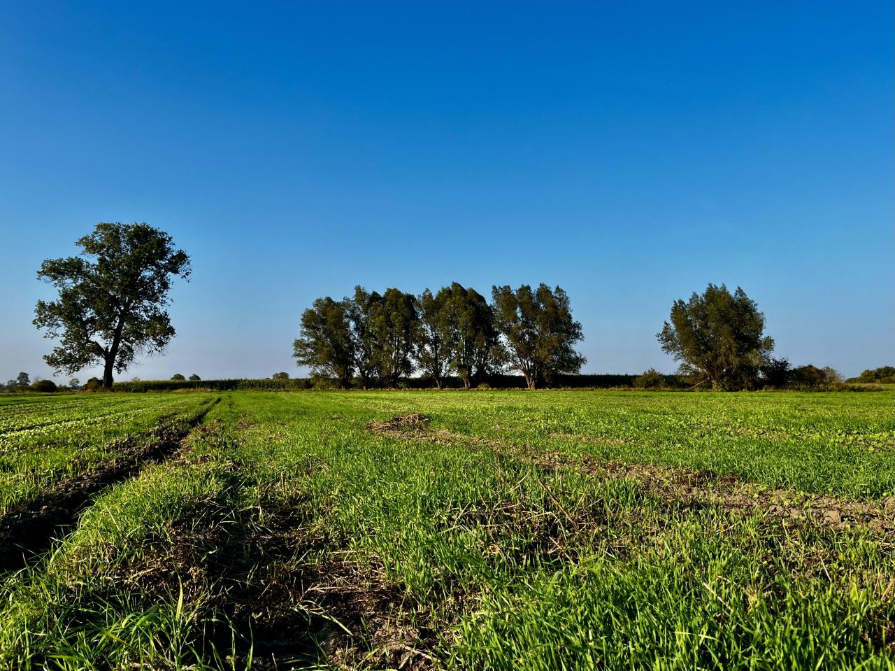 Działka rolna Skowarcz, ul. Łąkowa. Zdjęcie 2