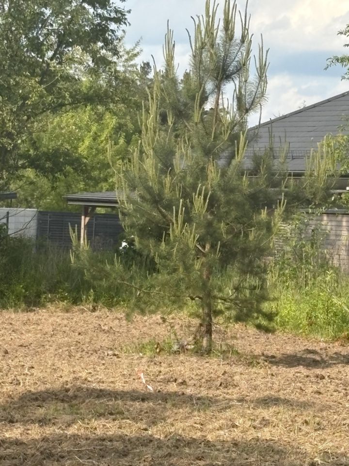 Działka budowlana Błędowo, ul. Sielawy. Zdjęcie 10