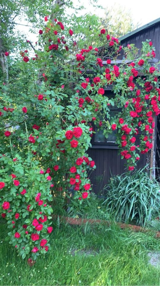 Działka rod Warszawa Targówek, ul. Głębocka. Zdjęcie 5