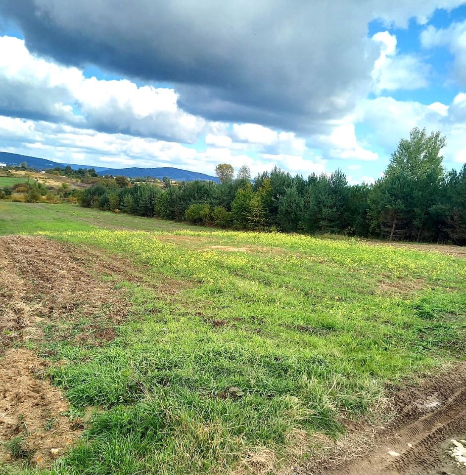 Działka rolno-budowlana Radlin. Zdjęcie 4