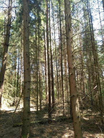 Działka leśna Bryzgów Kalapatów, brak. Zdjęcie 1