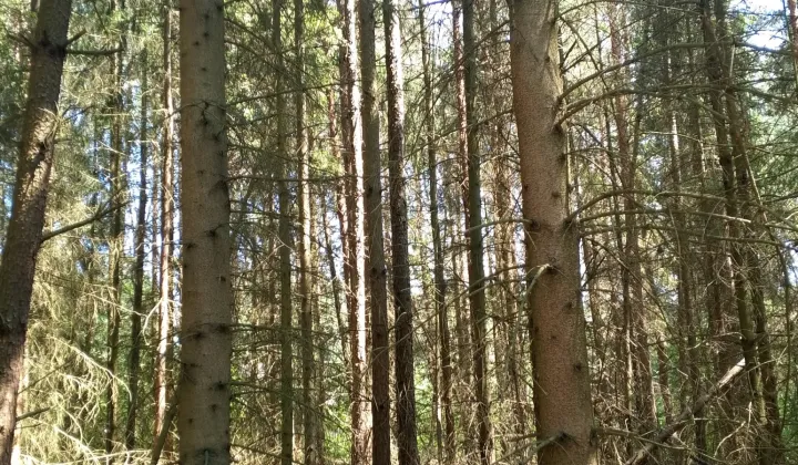 Działka leśna Bryzgów Kalapatów, brak