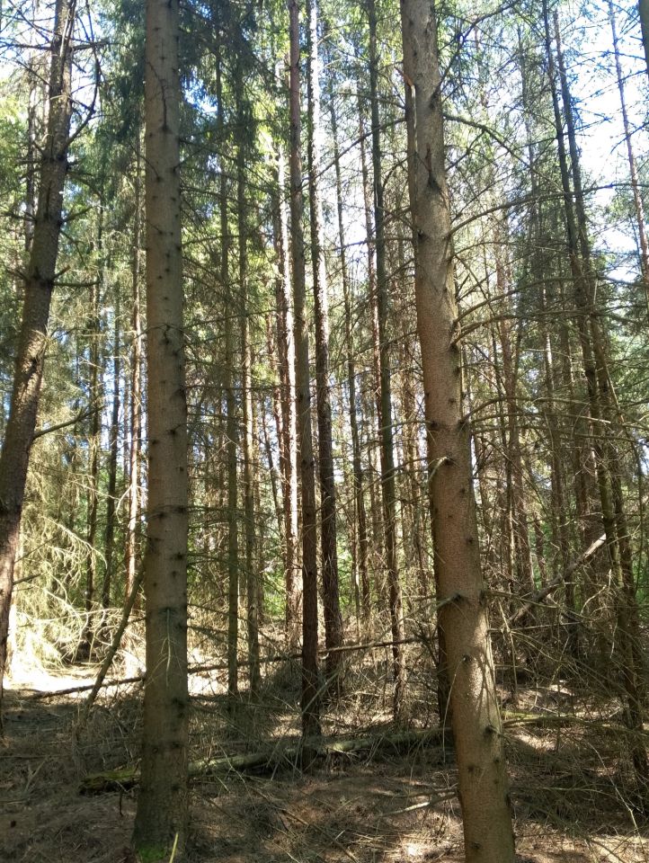 Działka leśna Bryzgów Kalapatów, brak. Zdjęcie 1
