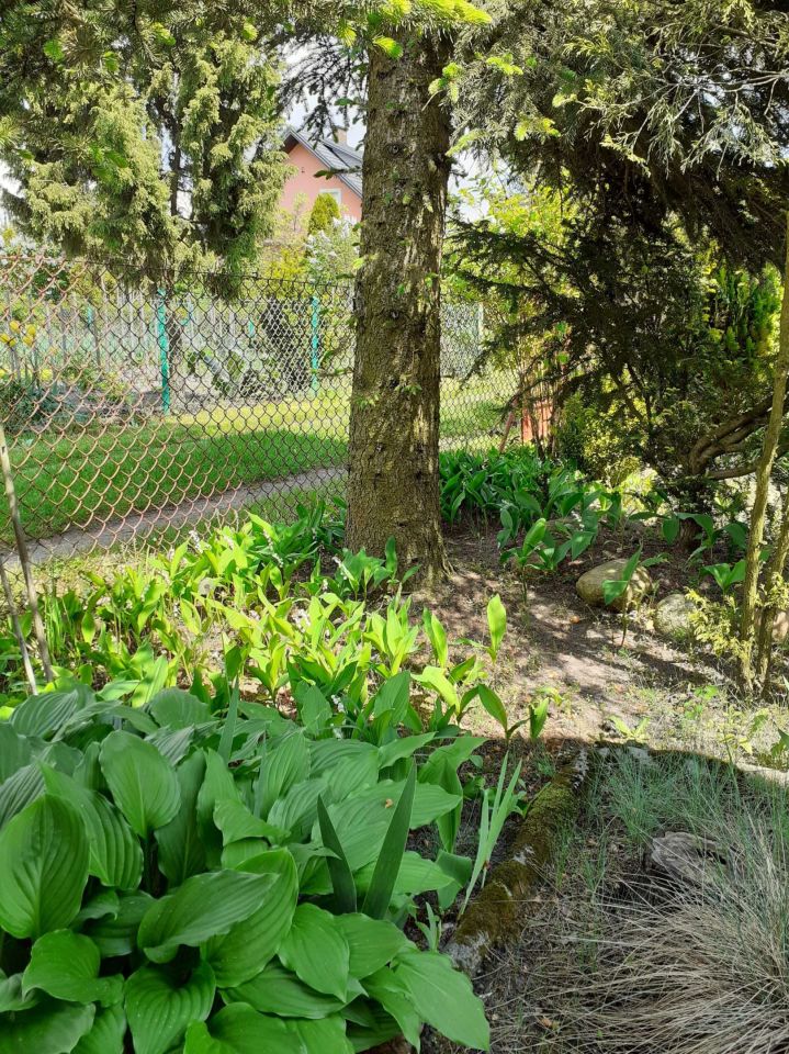 Działka rod Biała Podlaska. Zdjęcie 6