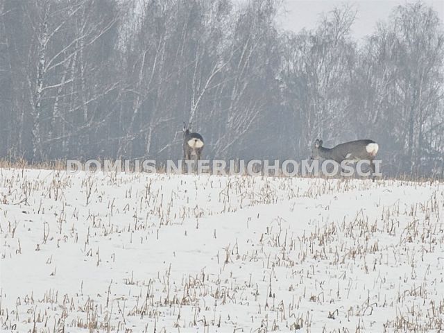Działka budowlana Rozworzyn. Zdjęcie 1