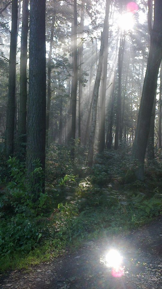 Działka rolno-budowlana Aleksandrów k. Wąsosza. Zdjęcie 5