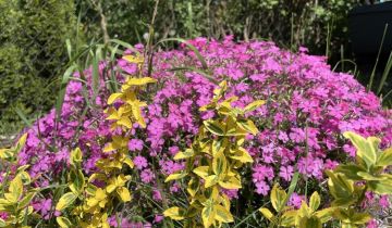 Działka rod Gliwice Sikornik, ul. Rybnicka