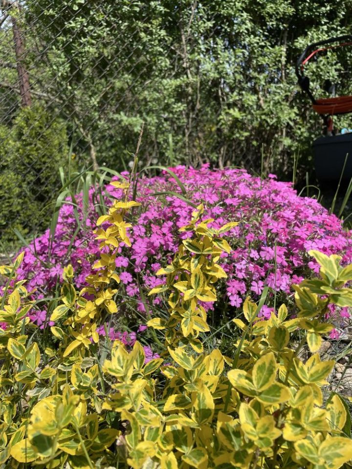 Działka rod Gliwice Sikornik, ul. Rybnicka. Zdjęcie 2