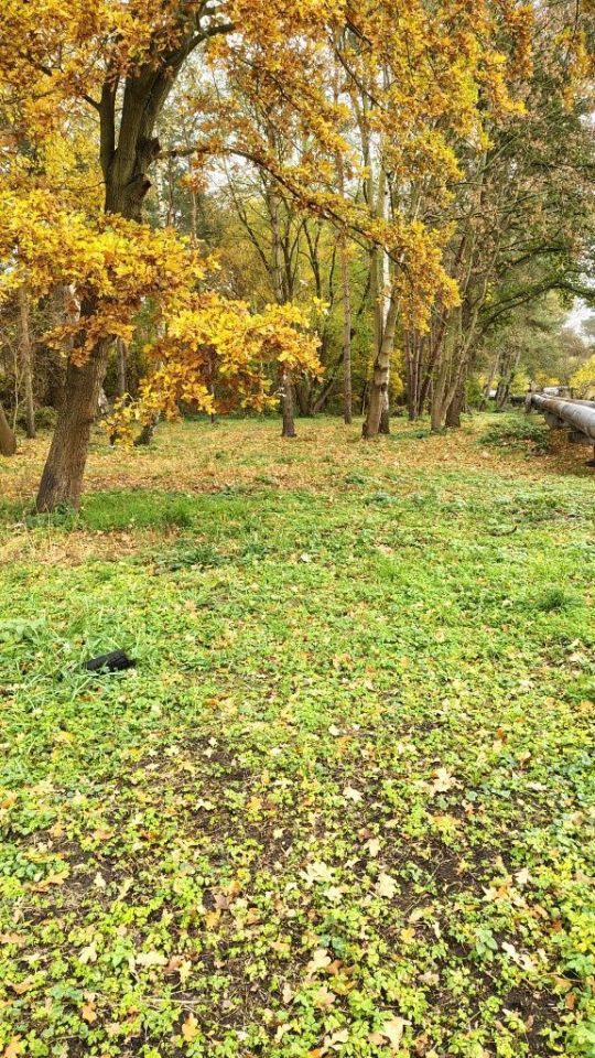 Działka rekreacyjna Nowe Czarnowo