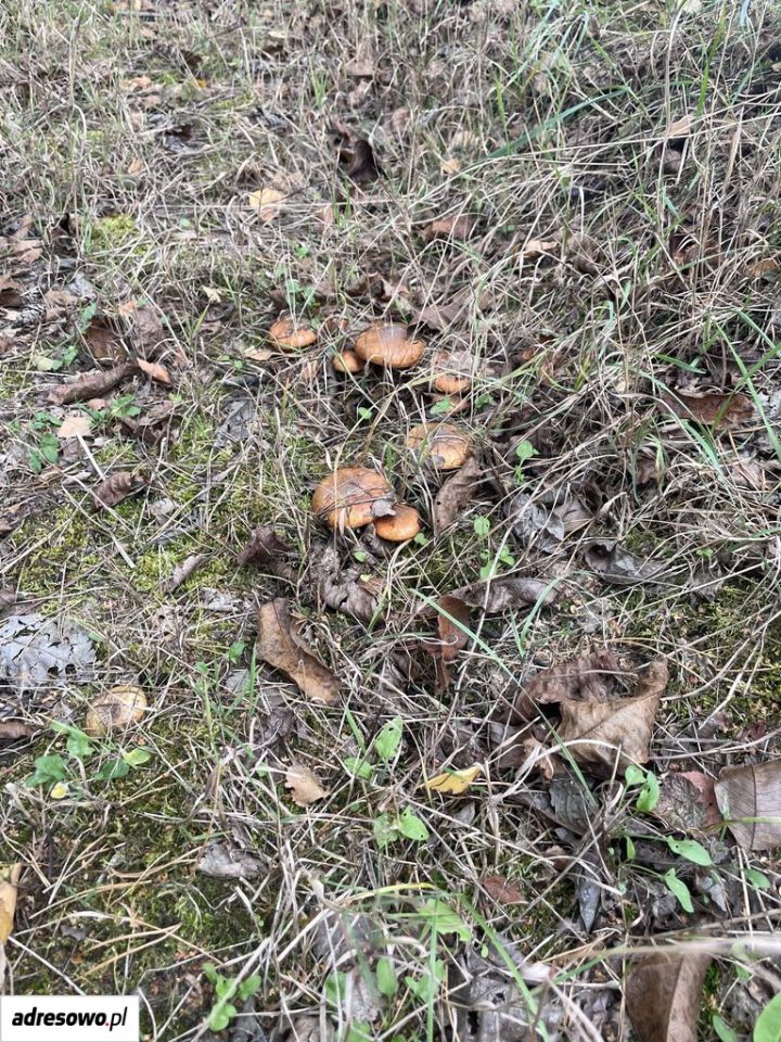 Działka budowlana Mokra Wieś Szymanówek. Zdjęcie 4