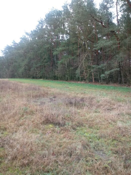 Działka Sarzyn. Zdjęcie 3