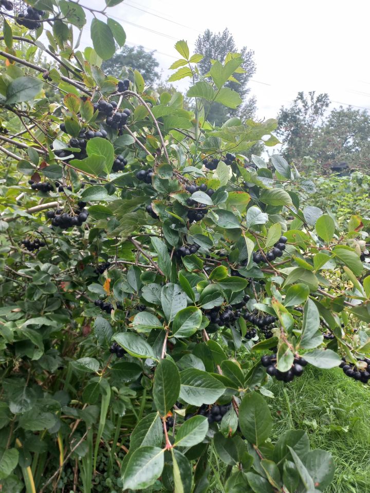 Działka rod Warszawa Targówek, Janowiecka 77. Zdjęcie 8