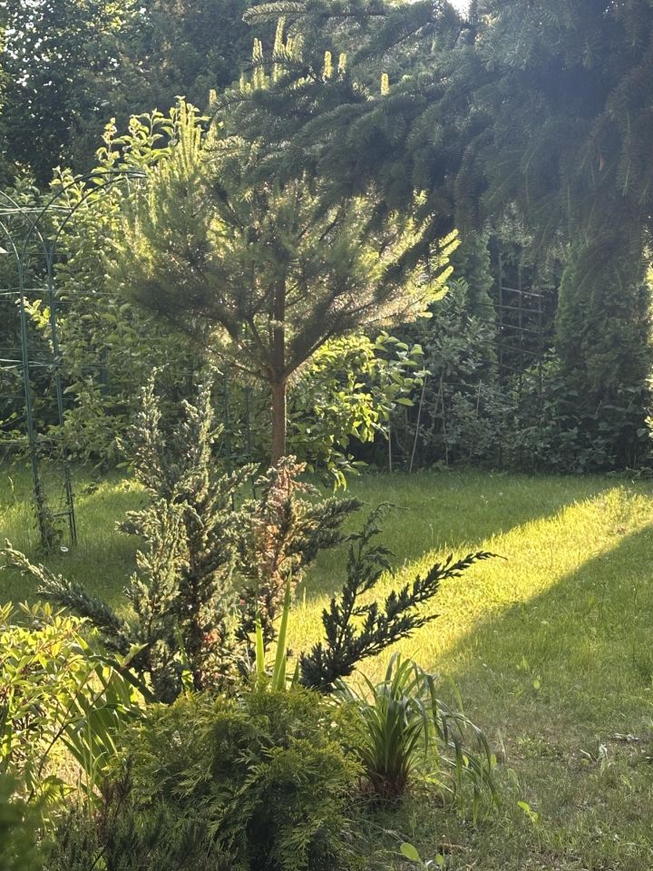 Działka rod Stefanowo, ul. Ułanów. Zdjęcie 20