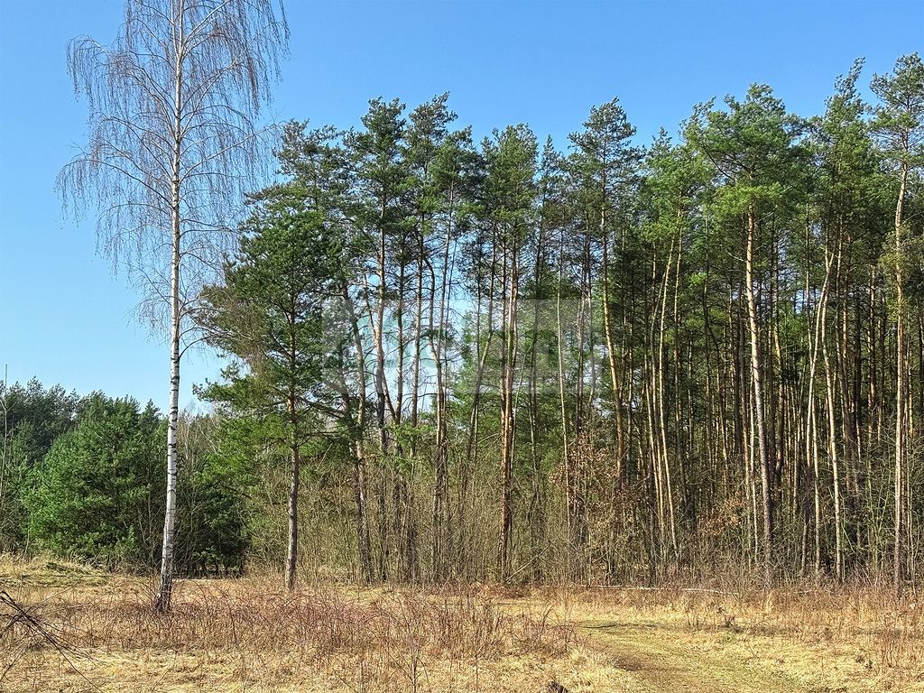 Działka budowlana Ojrzanów. Zdjęcie 8