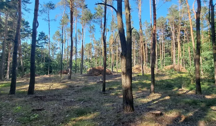 Działka inna Wypychów