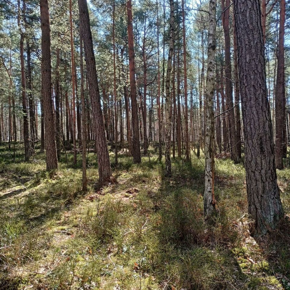Działka budowlana Żarki-Letnisko, ul. Poranna. Zdjęcie 3