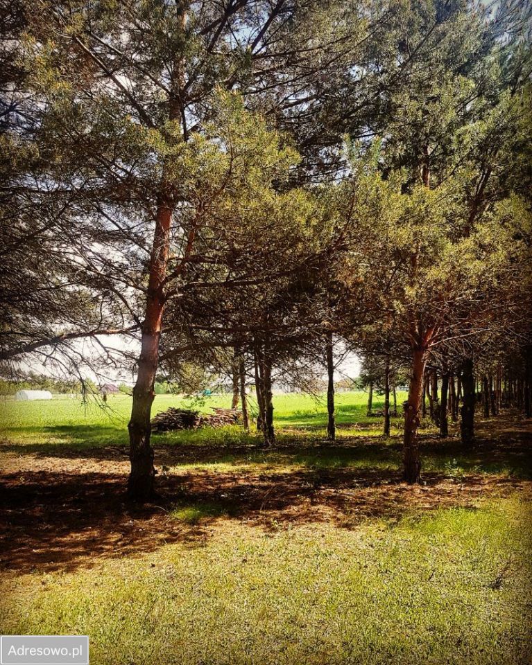 Działka budowlana Sokolniki. Zdjęcie 5