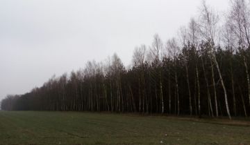 Działka leśna Szostek. Zdjęcie 1