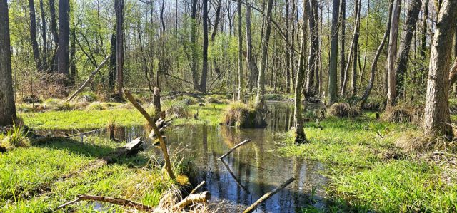Działka budowlana Bartoszówka, ul. Strażacka. Zdjęcie 17