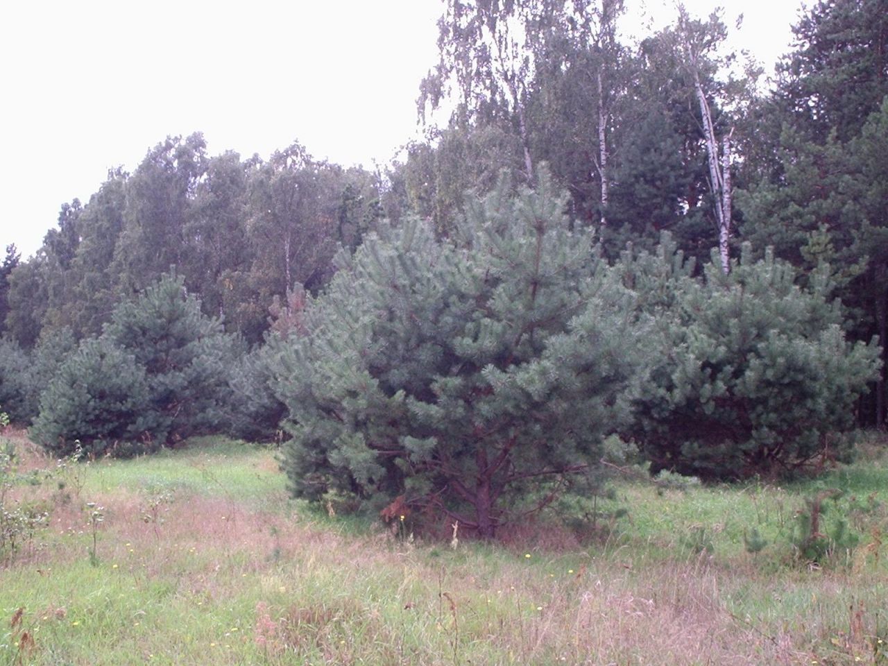 Działka siedliskowa Doliwo. Zdjęcie 9