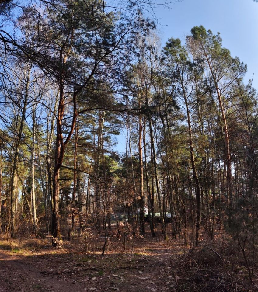 Działka leśna Rosanów, ul. Zielona. Zdjęcie 6