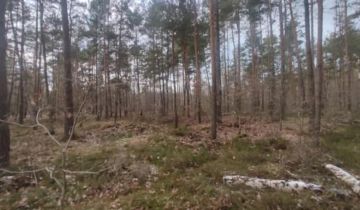 Działka leśna Warszawa Białołęka, ul. Wałuszewska