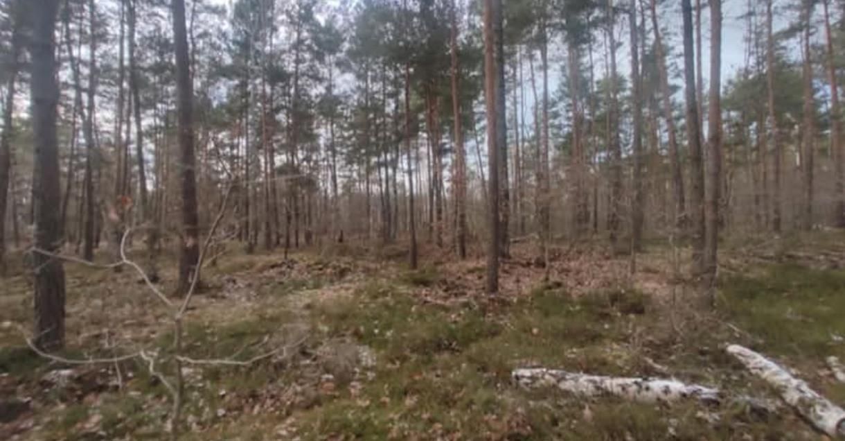 Działka leśna Warszawa Białołęka, ul. Wałuszewska. Zdjęcie 2