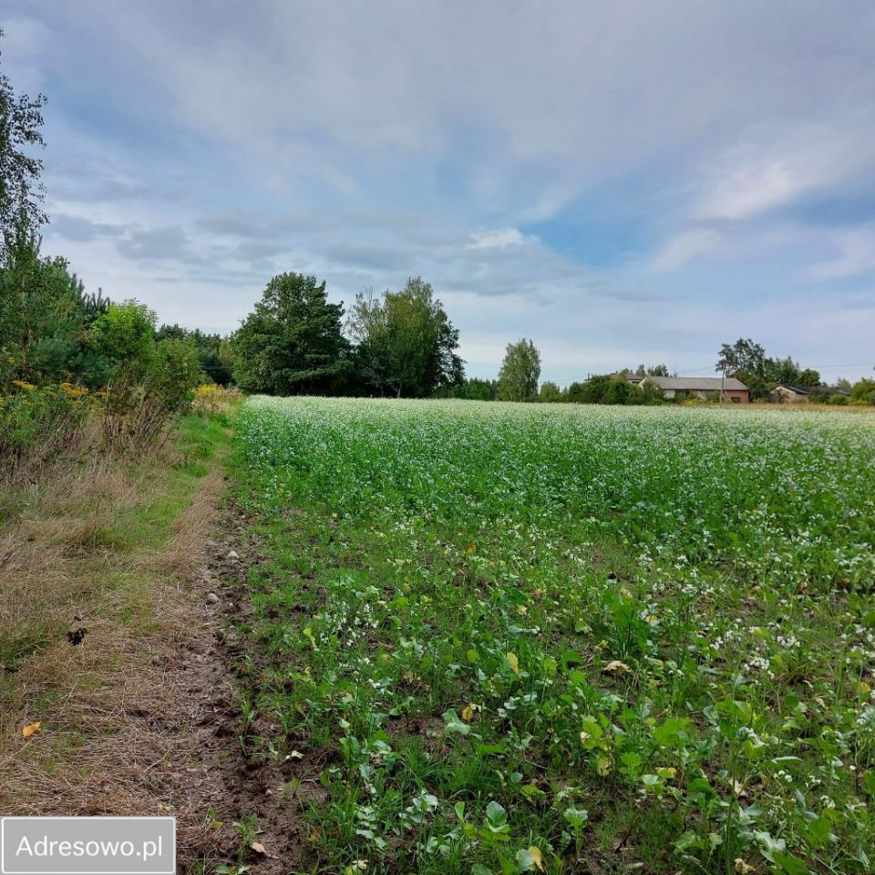 Działka rolno-budowlana Budy Dłutowskie. Zdjęcie 7