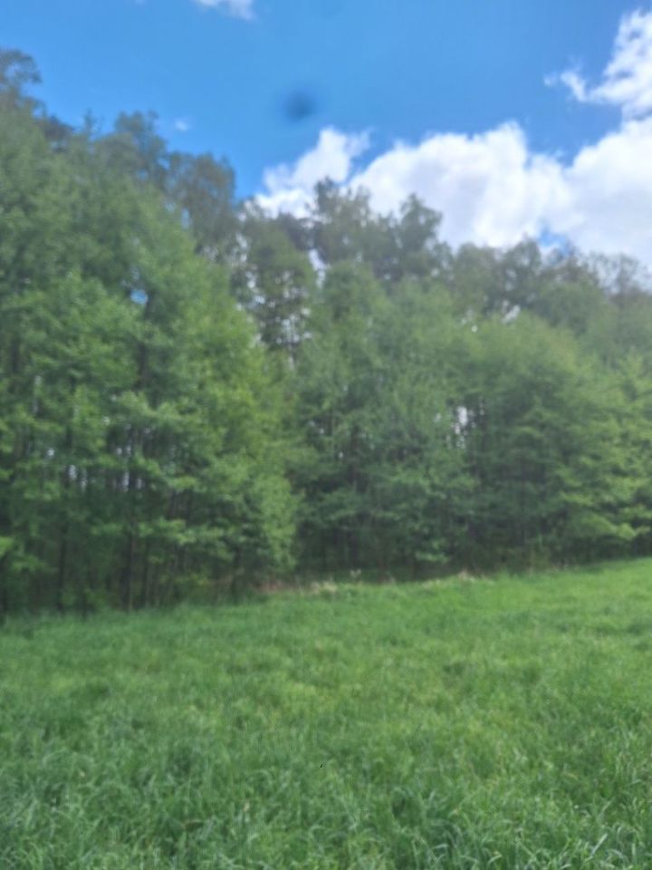 Działka leśna Rostki. Zdjęcie 8