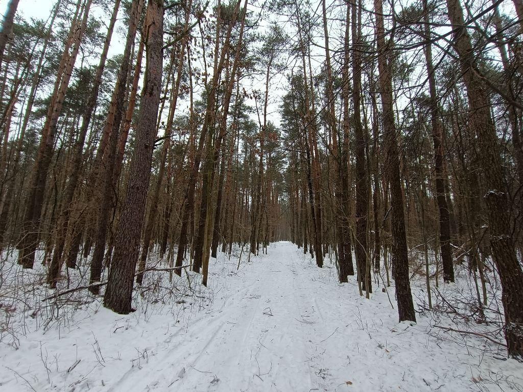 Działka leśna Władysławów, ul. Brzozowa. Zdjęcie 8