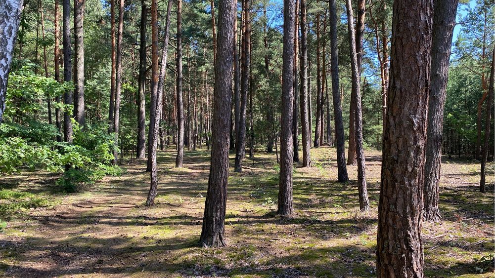 Działka leśna Kamionka Średnia. Zdjęcie 2