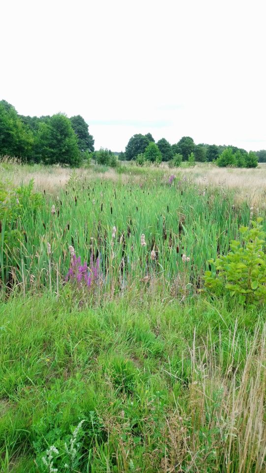 Działka rolno-budowlana Izbica Lisia Góra. Zdjęcie 10