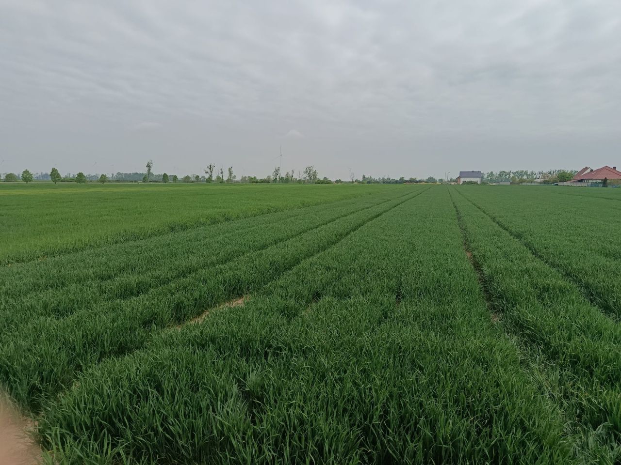 Działka budowlana Grodków, ul. Ogrodowa. Zdjęcie 4