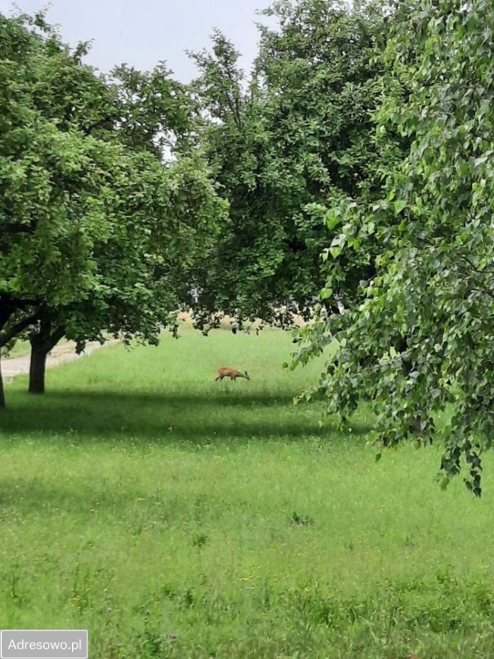 Działka budowlana Dąbrówka, ul. Kościelna. Zdjęcie 3