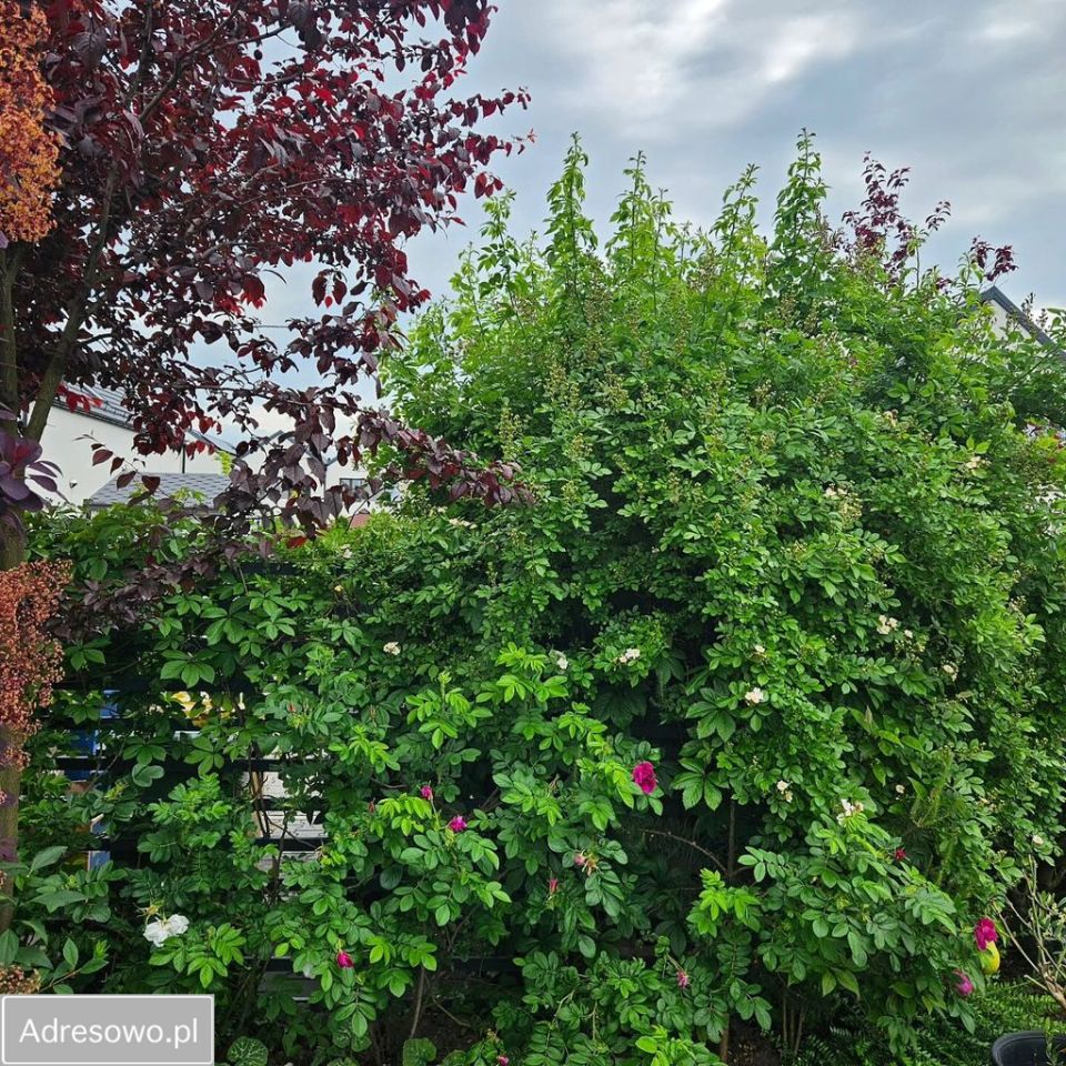 bliźniak, 5 pokoi Karwiany. Zdjęcie 12