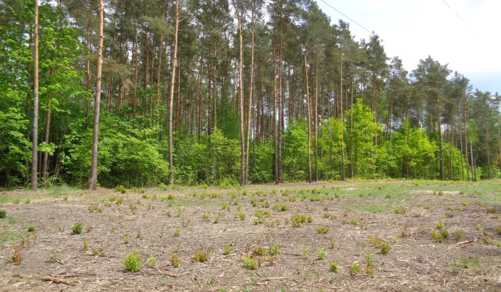Działka leśna Bierzewice