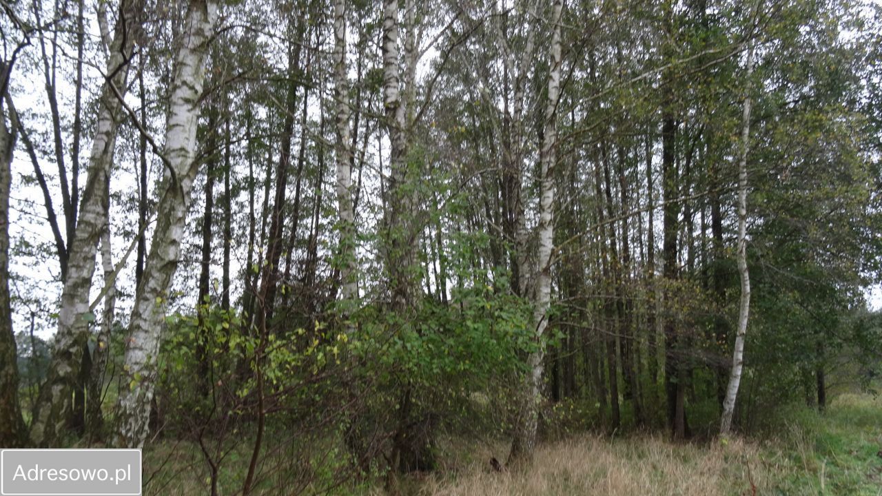 Działka budowlana Tłuszcz. Zdjęcie 5