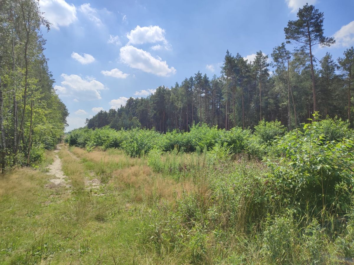 Działka leśna Słowik, ul. Brzozowa. Zdjęcie 4