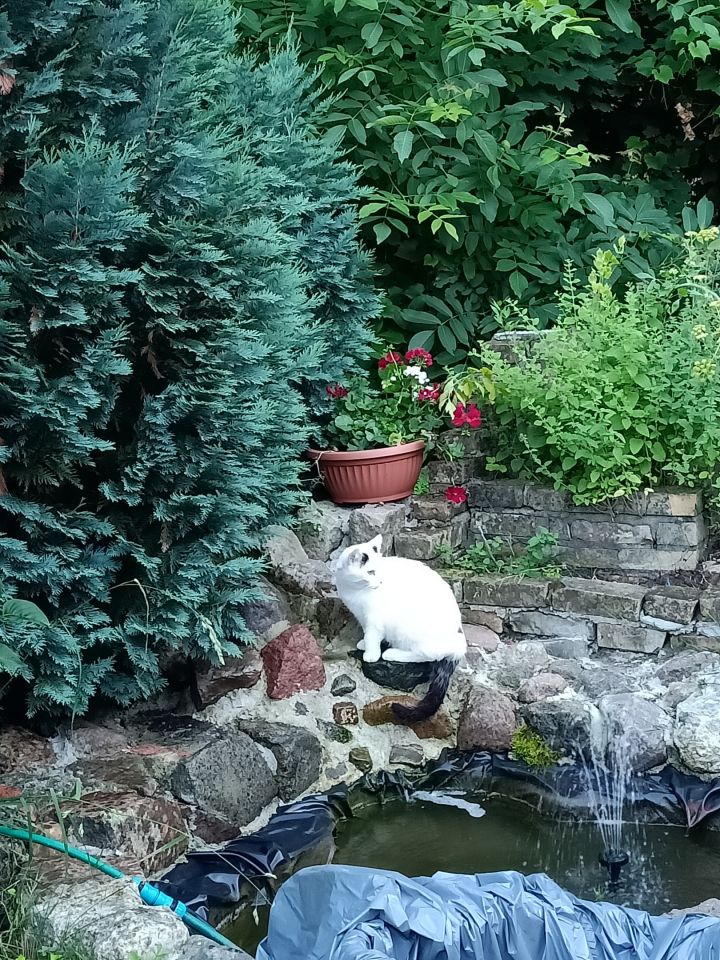 dom wolnostojący, 5 pokoi Gorzów Wielkopolski Wieprzyce, ul. Kostrzyńska. Zdjęcie 31