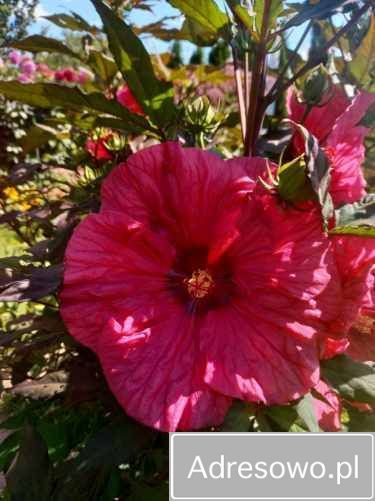 Działka rod Ostrowiec Świętokrzyski, ul. Niska. Zdjęcie 6