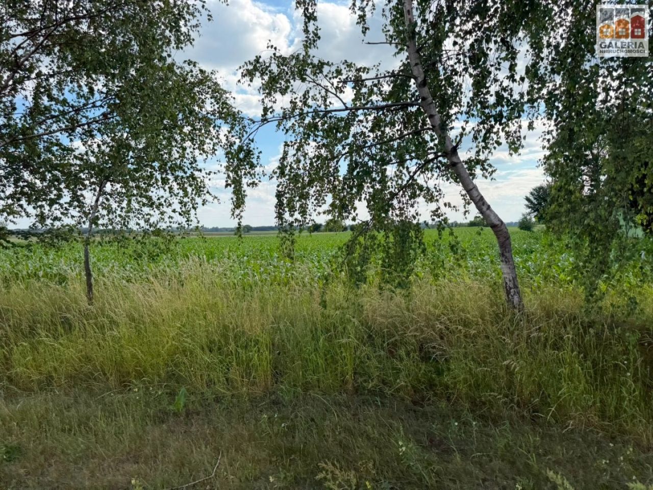 Działka rolna Paluchy. Zdjęcie 3