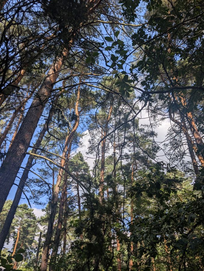 Działka budowlana Magdalenka, ul. Brzozowa. Zdjęcie 2