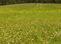 Działka rolna Olszewnik. Zdjęcie 2