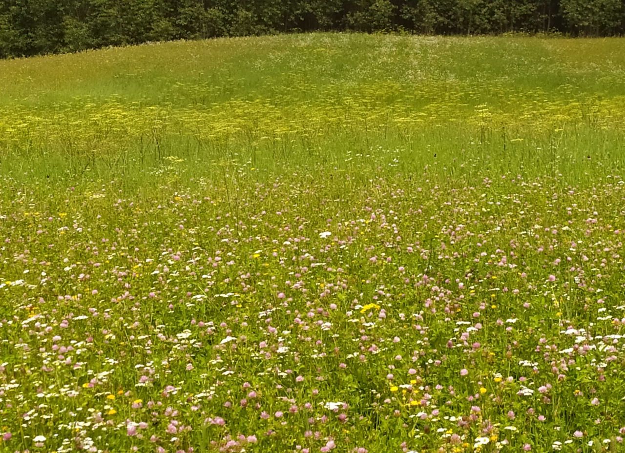 Działka rolna Olszewnik. Zdjęcie 3